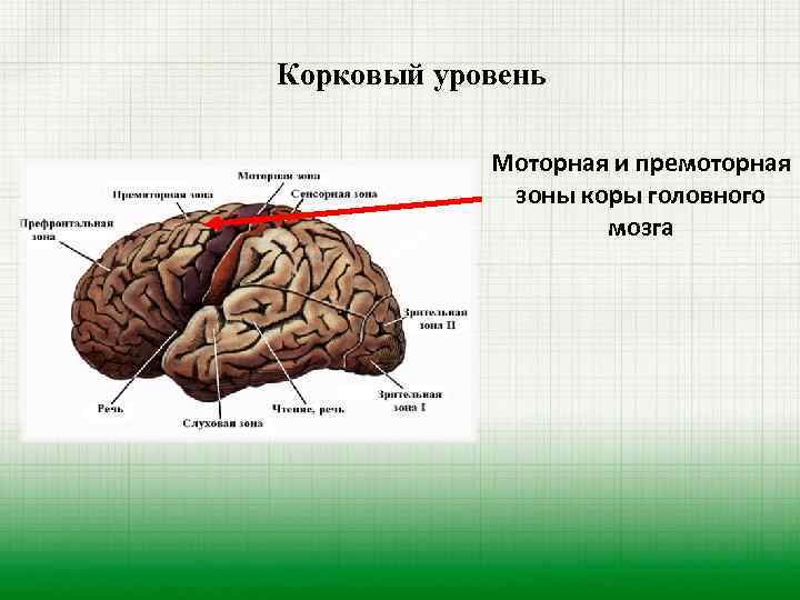 Корковый уровень Моторная и премоторная зоны коры головного мозга 