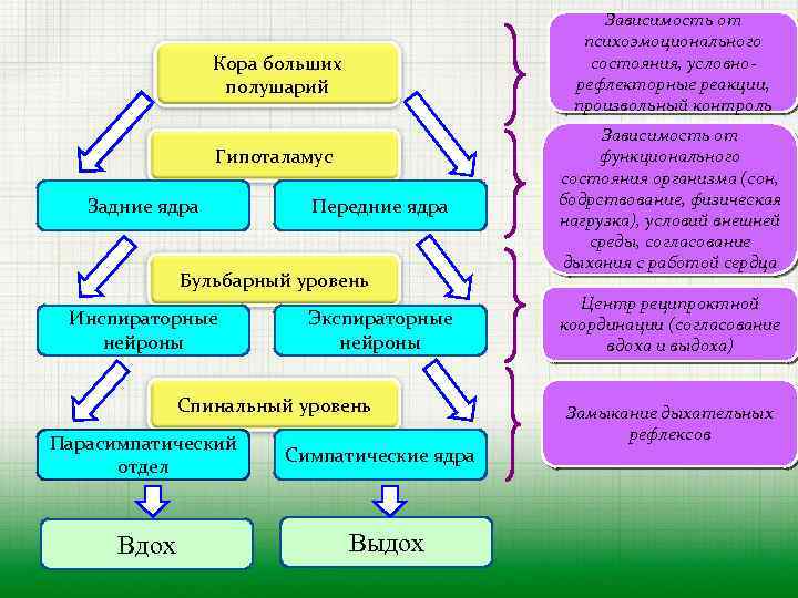 Зависимость от психоэмоционального состояния, условнорефлекторные реакции, произвольный контроль Кора больших полушарий Гипоталамус Задние ядра