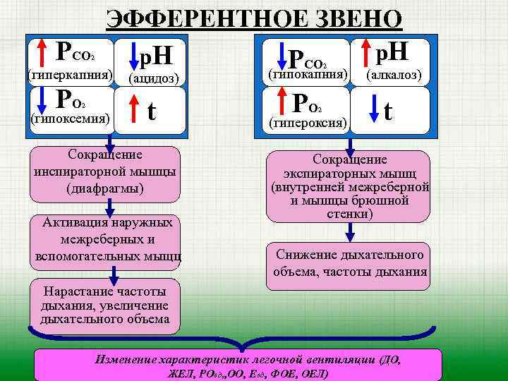 Гиперкапния ацидоз. Гипоксемия и гиперкапния. Гиперкапния и гипокапния. Гиперкапния при гиповентиляции. Влиянии гиперкапнии на организм.