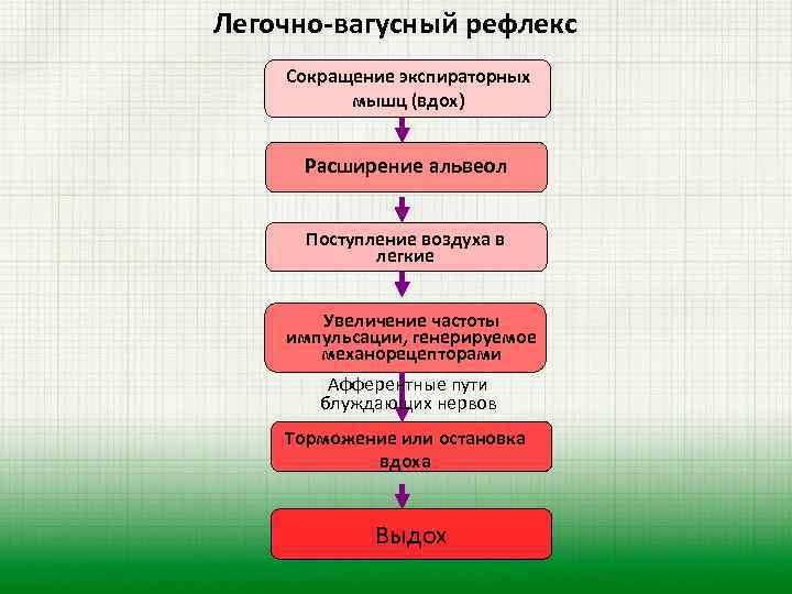 Легочно-вагусный рефлекс Сокращение экспираторных мышц (вдох) Расширение альвеол Поступление воздуха в легкие Увеличение частоты