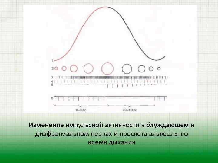 Изменение импульсной активности в блуждающем и диафрагмальном нервах и просвета альвеолы во время дыхания