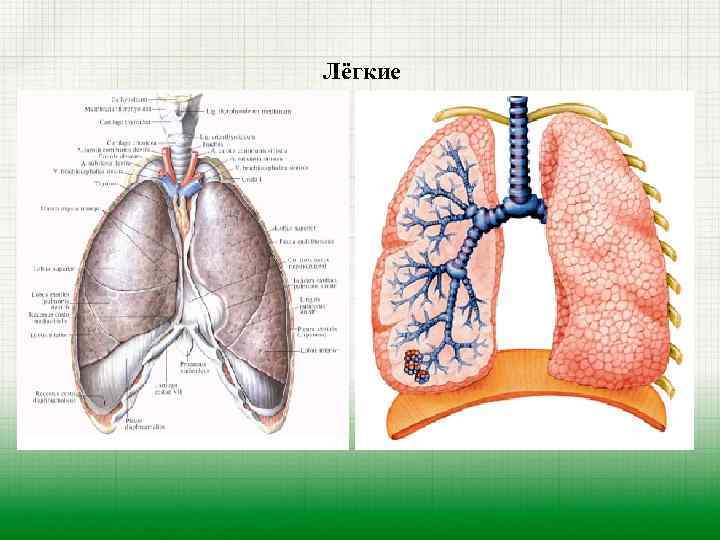 Лёгкие 