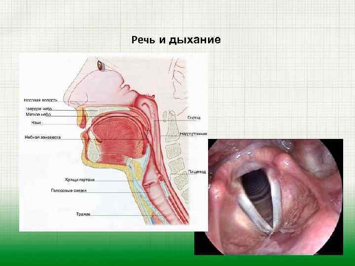 Речь и дыхание 