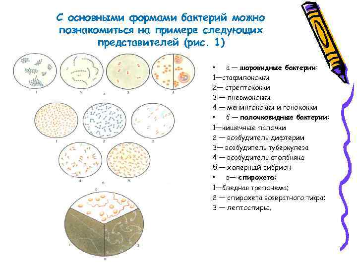 С основными формами бактерий можно познакомиться на примере следующих представителей (рис. 1) • а