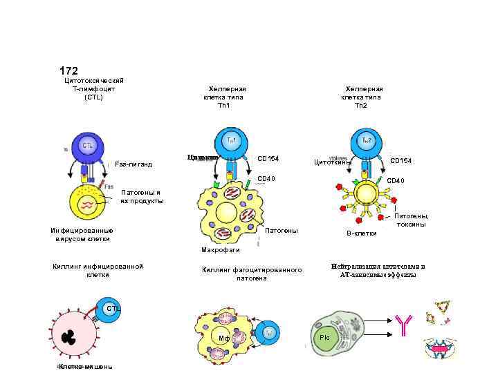 172 Цитотоксический Т-лимфоцит (СTL) Fas-лиганд Хелперная клетка типа Th 1 Цитокин Хелперная клетка типа
