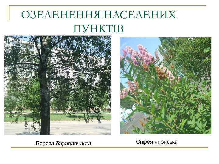 ОЗЕЛЕНЕННЯ НАСЕЛЕНИХ ПУНКТІВ Береза бородавчаста Спірея японська 