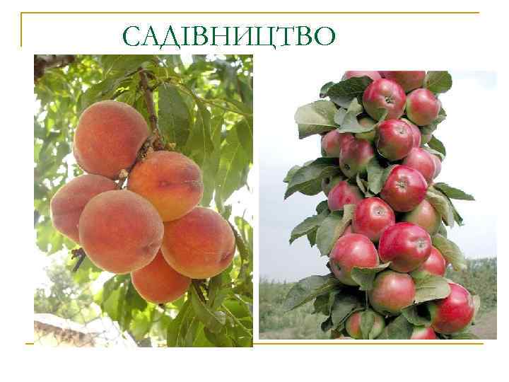 САДІВНИЦТВО 