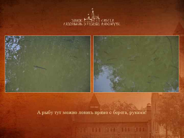 А рыбу тут можно ловить прямо с берега, руками! 