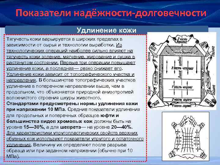 Показатели надёжности-долговечности Удлинение кожи Тягучесть кожи варьируется в широких пределах в зависимости от сырья