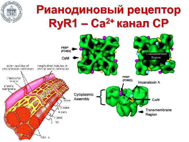 Рианодиновый рецептор Ry. R 1 – Са 2+ канал СР 