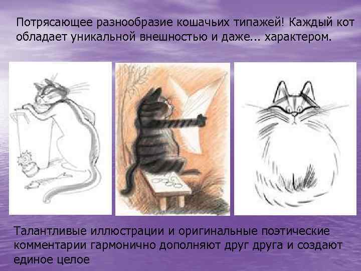 Потрясающее разнообразие кошачьих типажей! Каждый кот обладает уникальной внешностью и даже. . . характером.