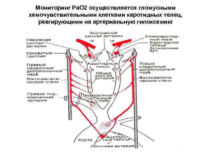 Мониторинг Ра. О 2 осуществляется гломусными хемочувствительными клетками каротидных телец, реагирующими на артериальную гипоксемию
