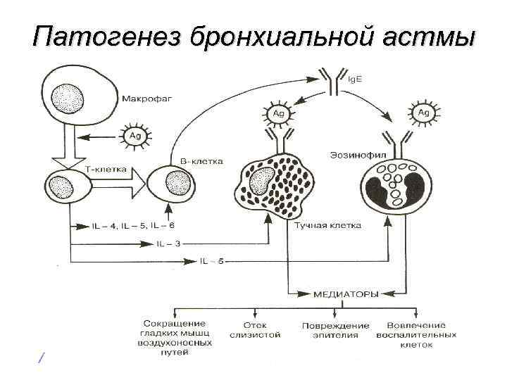 Патогенез бронхиальной астмы