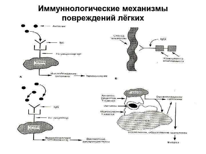 Иммуннологические механизмы повреждений лёгких 