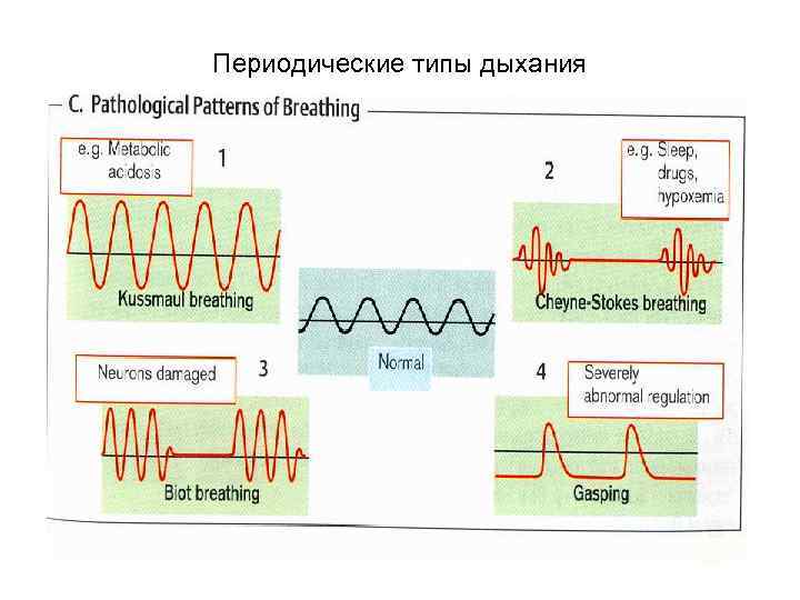 Нормальное дыхание схема