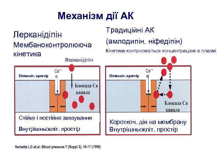 Механізм дії АК Лерканідіпін Мембаноконтролююча кінетика Традиційні АК (амлодипін, ніфедіпін) Кінетика контролюється концентрацією в