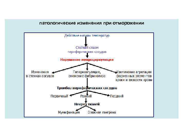 Патогенез отморожения схема