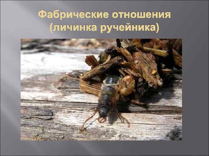 Фабрические отношения (личинка ручейника) 