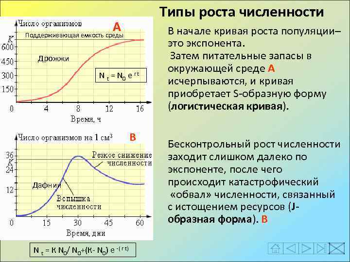 Типы роста численности А Поддерживающая емкость среды Дрожжи N t = N 0 e