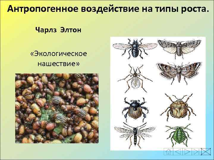 Антропогенное воздействие на типы роста. Чарлз Элтон «Экологическое нашествие» 