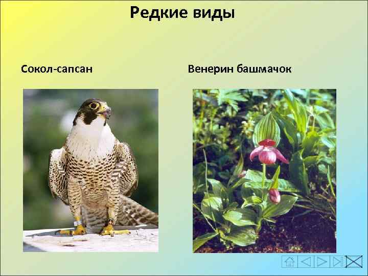 Редкие виды Сокол-сапсан Венерин башмачок 