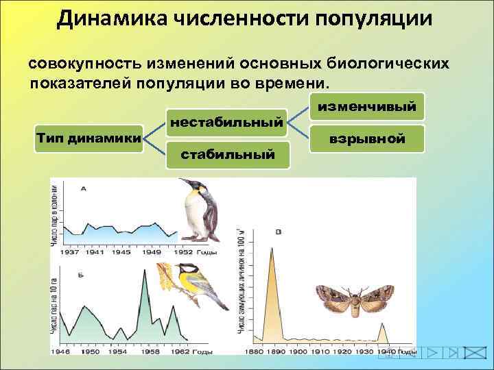 Динамика численности популяции совокупность изменений основных биологических показателей популяции во времени. Тип динамики нестабильный