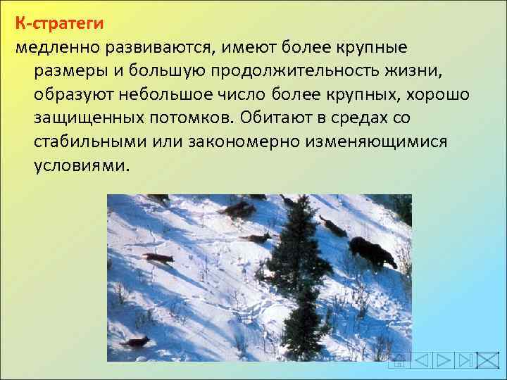 К-стратеги медленно развиваются, имеют более крупные размеры и большую продолжительность жизни, образуют небольшое число
