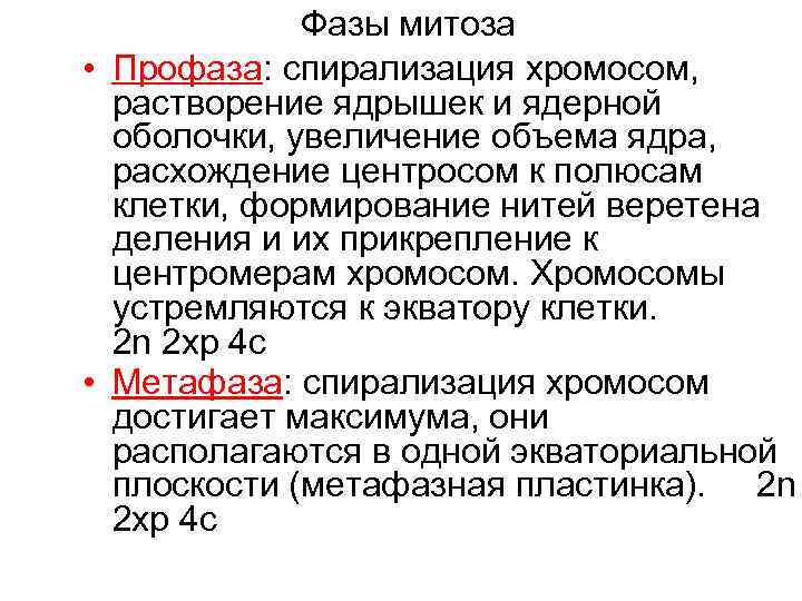 Фазы митоза • Профаза: спирализация хромосом, растворение ядрышек и ядерной оболочки, увеличение объема ядра,