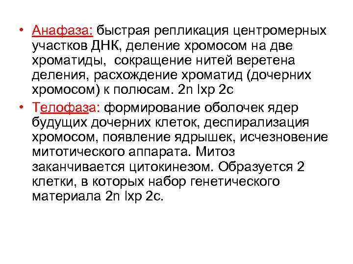  • Анафаза: быстрая репликация центромерных участков ДНК, деление хромосом на две хроматиды, сокращение