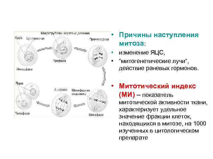  • Причины наступления митоза: • изменение ЯЦС, • “митогенетические лучи”, действие раневых гормонов.