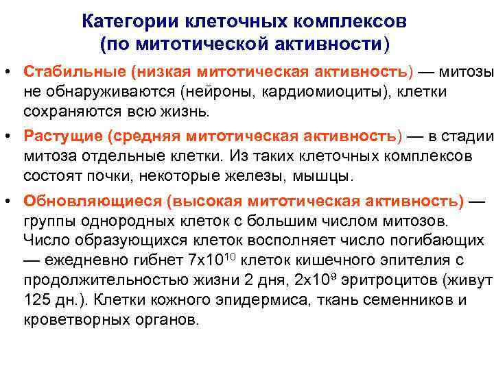 Категории клеточных комплексов (по митотической активности) • Стабильные (низкая митотическая активность) — митозы не