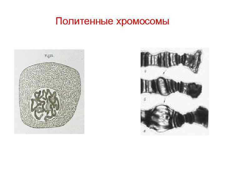 Политенные хромосомы 