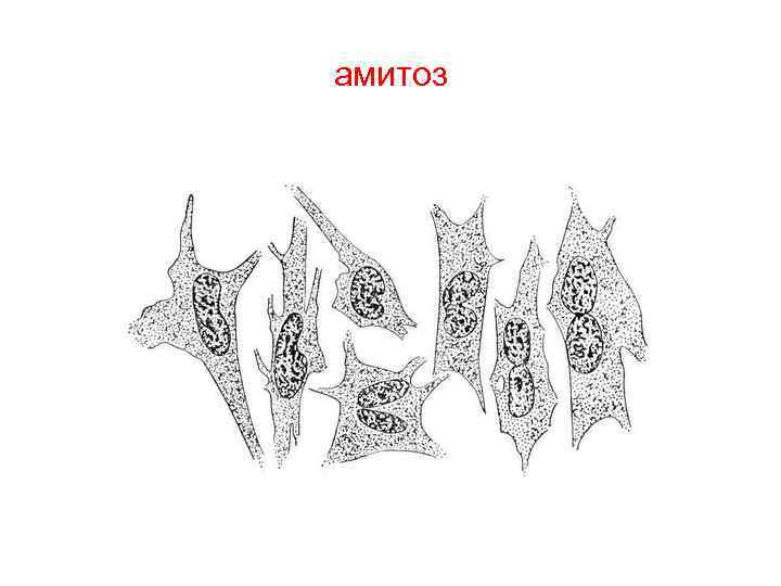 амитоз 