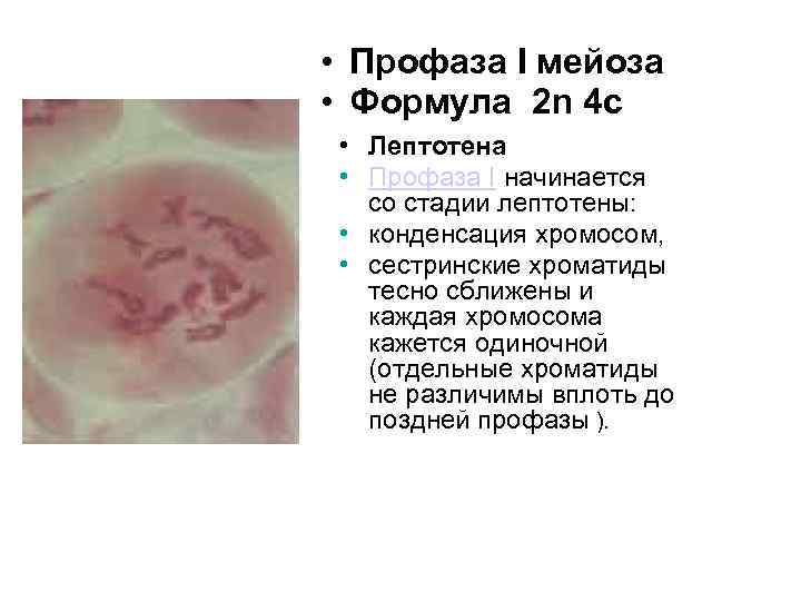  • Профаза I мейоза • Формула 2 n 4 c • Лептотена •