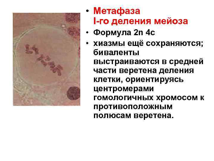  • Метафаза I-го деления мейоза • Формула 2 n 4 c • хиазмы