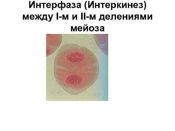 Интерфаза (Интеркинез) между I-м и II-м делениями мейоза 