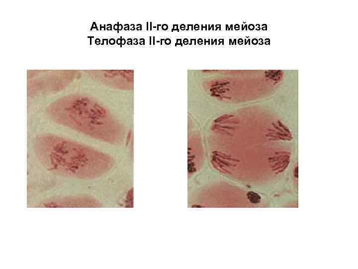 Анафаза II-го деления мейоза Телофаза II-го деления мейоза 