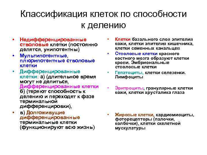 Классификация клеток по способности к делению • • Недифференцированные стволовые клетки (постоянно делятся, унипотентны)