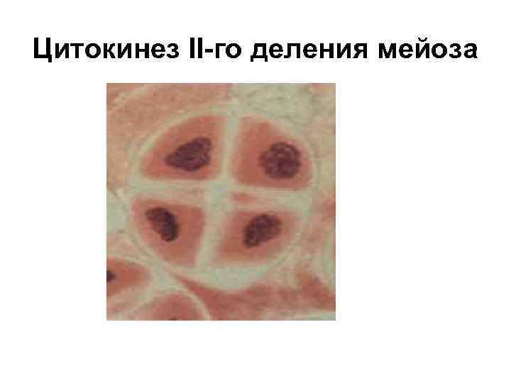 Цитокинез II-го деления мейоза 