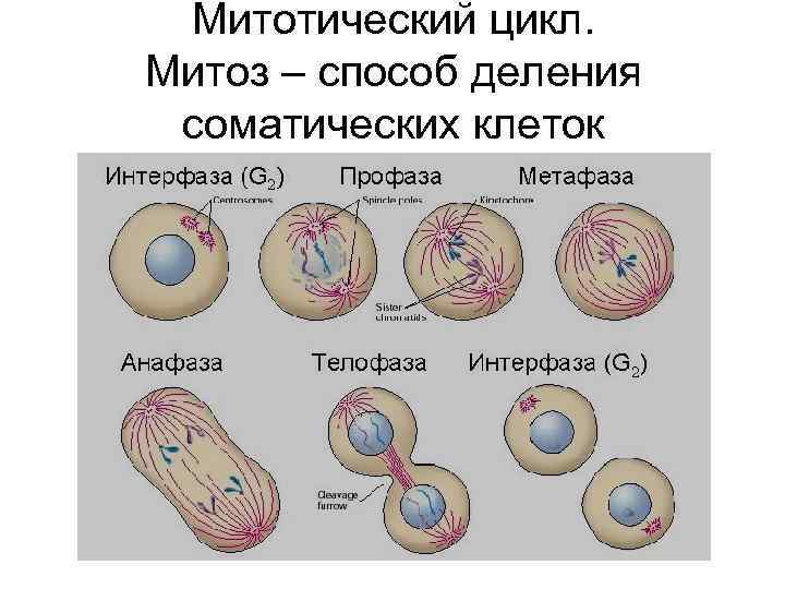 Митотический цикл. Митоз – способ деления соматических клеток 