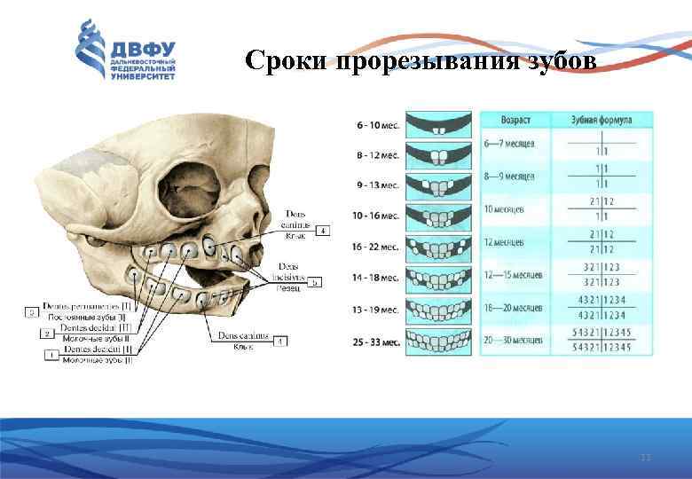 Сроки прорезывания зубов 11 