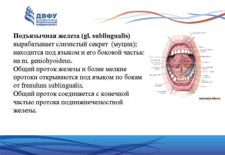 Подъязычная железа (gl. sublingualis) вырабатывает слизистый секрет (муцин); находится под языком и его боковой