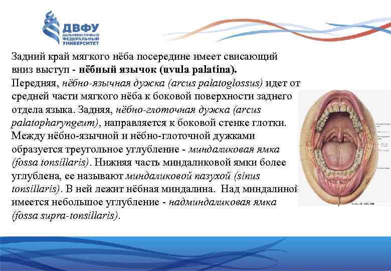 Задний край мягкого нёба посередине имеет свисающий вниз выступ нёбный язычок (uvula palatina). Передняя,