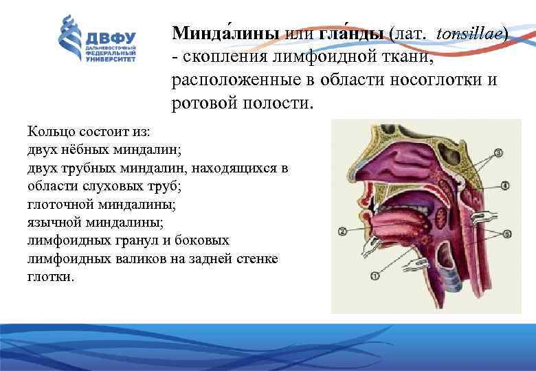 Гланды строение схема миндалины