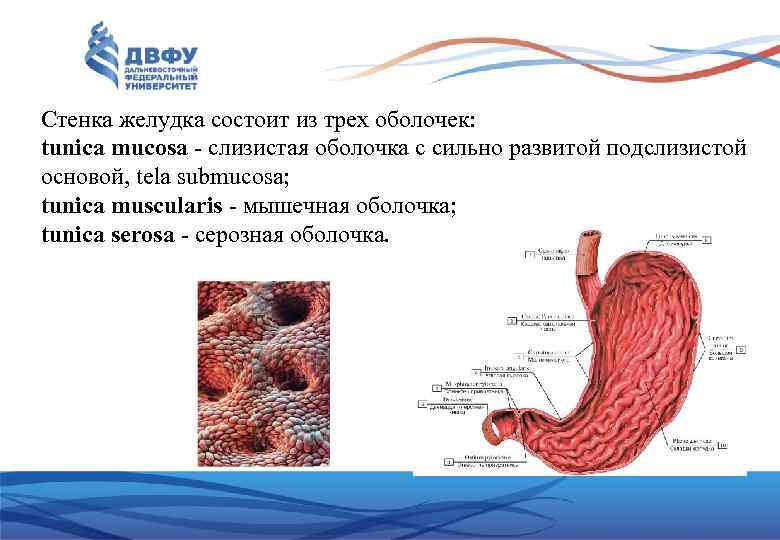 Стенка желудка состоит из трех оболочек: tunica mucosa слизистая оболочка с сильно развитой подслизистой