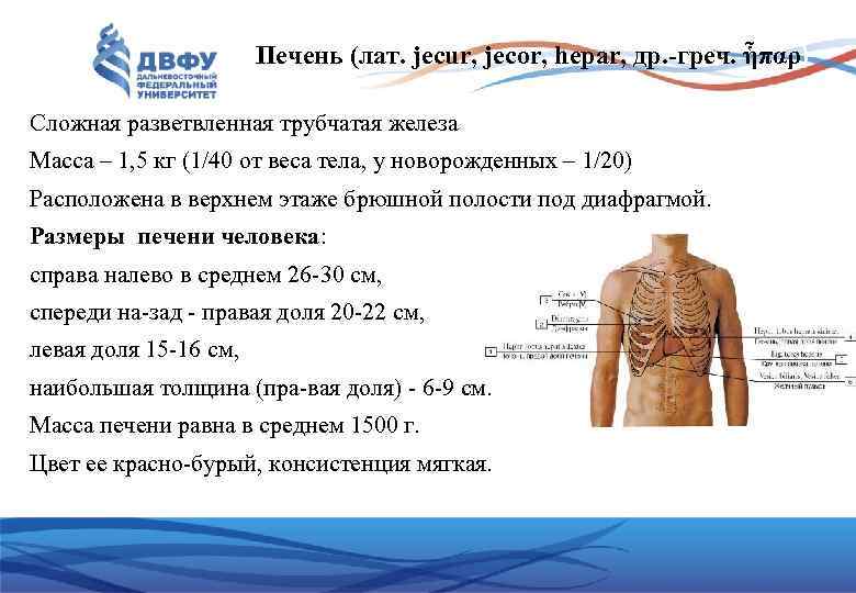 Печень (лат. jecur, jecor, hepar, др. -греч. ἧπαρ) Сложная разветвленная трубчатая железа Масса –