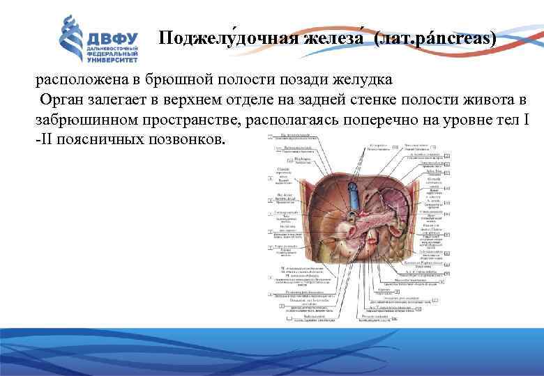 Поджелу дочная железа (лат. páncreas) расположена в брюшной полости позади желудка Орган залегает в
