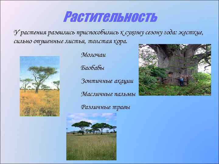 Растительность У растения развились приспособились к сухому сезону года: жесткие, сильно опушенные листья, толстая