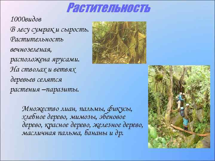 Растительность 1000 видов В лесу сумрак и сырость. Растительность вечнозеленая, расположена ярусами. На стволах