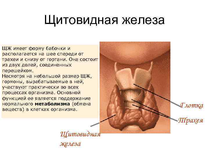 Щитовидная железа ЩЖ имеет форму бабочки и располагается на шее спереди от трахеи и